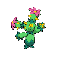 Maractus